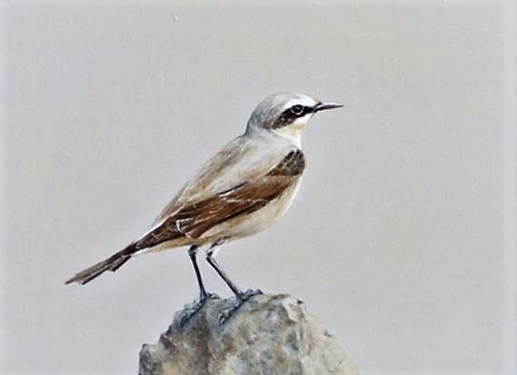 Die kleinen Ansichten der Vögel stehen in reizvollem Kontrast zu den Großformaten. Sie sind ganz detailliert in Öl gemalt. (Foto: © Martina Hörle)