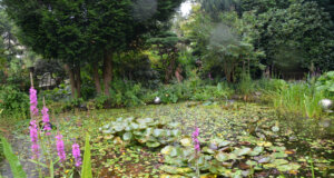 : Lässt man den Blick über den Teich schweifen, kann man sich an einer Vielzahl der schönsten Pflanzen erfreuen. Unter Wasser ziehen Fische ihre Bahnen. Auf der Wasseroberfläche treffen sich Libellen zu einem Stelldichein. (Foto: © Martina Hörle)