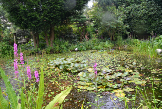 : Lässt man den Blick über den Teich schweifen, kann man sich an einer Vielzahl der schönsten Pflanzen erfreuen. Unter Wasser ziehen Fische ihre Bahnen. Auf der Wasseroberfläche treffen sich Libellen zu einem Stelldichein. (Foto: © Martina Hörle)