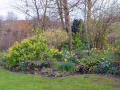 In dem ehemals verbotenen Garten ist eine blühende Frühlingswiese entstanden. Etwa zwanzig verschiedene Sorten von Narzissen verteilen fast verschwenderisch ihre wunderbar leuchtenden Farben. (Foto: © Martina Hörle)
