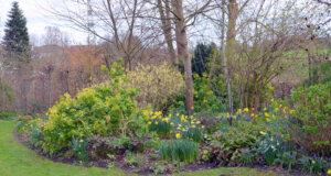 In dem ehemals verbotenen Garten ist eine blühende Frühlingswiese entstanden. Etwa zwanzig verschiedene Sorten von Narzissen verteilen fast verschwenderisch ihre wunderbar leuchtenden Farben. (Foto: © Martina Hörle)