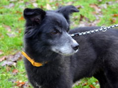 Der Spitz-Collie-Mischling Grigio ist erst seit ein paar Tagen im Tierheim. Im Moment ist er etwas durcheinander und traurig. (Foto: © Martina Hörle)