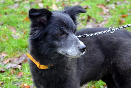 Der Spitz-Collie-Mischling Grigio ist erst seit ein paar Tagen im Tierheim. Im Moment ist er etwas durcheinander und traurig. (Foto: © Martina Hörle)
