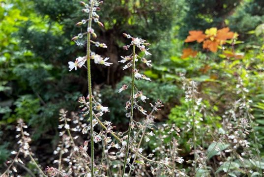 Das Hexenkraut wächst meist in dichten Beständen, ist aber auch als einzelne kleine Pflanze zu finden. (Foto: © Heike Ritterskamp)
