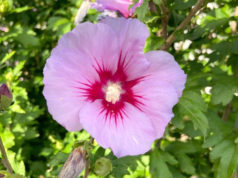 Der Garteneibisch ist eine der bekanntesten und beliebtesten Hibiskusarten. Die fünf trichterförmig stehenden Kronblätter und der lange Griffel sind das Hauptmerkmal dieses Zierstrauches. (Foto: © Martina Hörle)