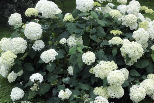 Die großen weißen Kugeln der Schneeballhortensie können einen Durchmesser bis zu 25 cm erreichen. Im Verblühen färben sie sich häufig zartgrün. (Foto: © Martina Hörle)