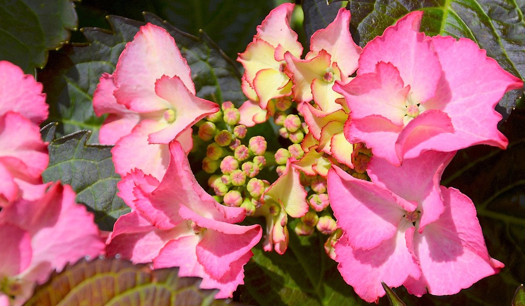 Die Tellerhortensie zeigt kleine, fruchtbare Blüten in der Mitte, umgeben von einem Rand aus sterilen Schaublüten. (Foto: © Martina Hörle)