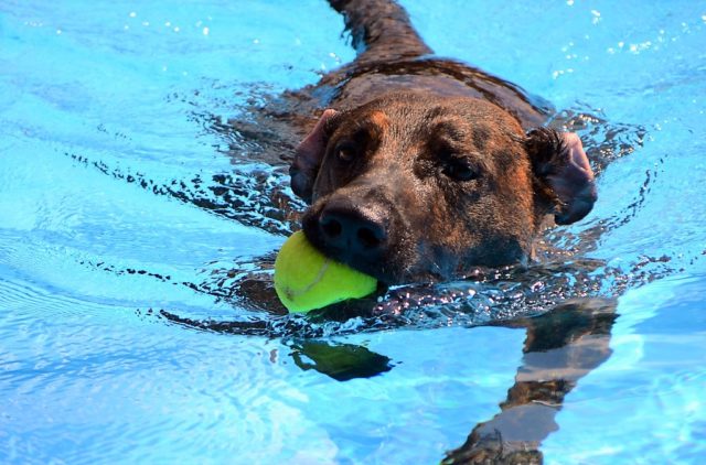Riesenspaß hatten die Vierbeiner beim diesjährigen Saisonauftakt des Hundeschwimmens im Heidebad. Unermüdlich wurden Bälle, Ringe und Gummi-Enten erbeutet. (Foto: © Martina Hörle)