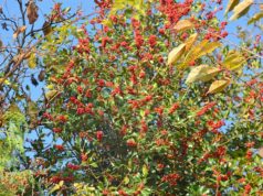 Während des ganzen Jahres ist der Ilex als immergrünes Gehölz eine Augenweide. Jetzt aber zieht er mit seinem roten Beerenschmuck alle Aufmerksamkeit auf sich. (Foto: © Martina Hörle)