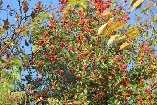 Während des ganzen Jahres ist der Ilex als immergrünes Gehölz eine Augenweide. Jetzt aber zieht er mit seinem roten Beerenschmuck alle Aufmerksamkeit auf sich. (Foto: © Martina Hörle)