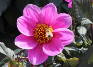 Im Botanischen Garten wurde eifrig am nächsten Honig gearbeitet. (Foto © Sandra Grünwald)