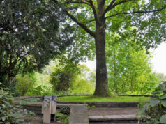 An diesem wunderschönen Platz unter der alten Eiche im Coppelpark werden Saga Grünwald, Martina Hörle und Ginkya Rea Sufiani aus der neuen Anthologie lesen. (Foto: © Martina Hörle)