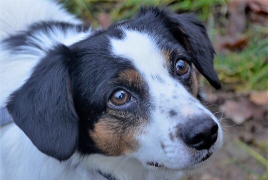 Der kleine Jackshund Casper wartet im Tierheim Solingen auf ein neues Zuhause. Er ist noch etwas schüchtern, aber wenn er erst einmal Vertrauen gefasst hat, wird aus ihm ein toller Begleithund. (Foto: © Martina Hörle)