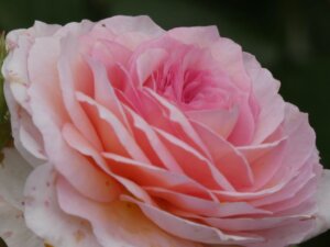 Schwungvolle Live-Musik zwischen duftenden Rosen – das gibt es nur im Botanischen Garten. (Foto © Sandra Grünwald)