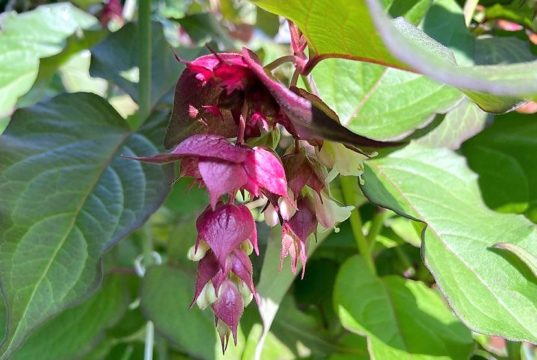 Die Karamellbeere bringt mit ihrem traumhaften Blütenstand ein exotisches Flair in jeden Garten. Die traubenförmigen Blüten bestehen aus rötlichen bis violetten Deckblättern, aus denen kronenähnliche Blütenblätter in Weiß oder Rosa hervorschauen (Foto: © Martina Hörle)