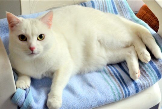 Die fünfjährige Katzendame mit den gelblich-grünen Augen ist eine ausgesprochene Schönheit. In dem weißen Fell ist kein einziges andersfarbiges Härchen. (Foto: © Martina Hörle)