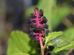 Die Kermesbeere ist schon allein wegen ihrer ausgefallenen Farbgebung ein absoluter Hingucker. An pinkfarbenen Stielen wachsen tiefschwarze Früchte. (Foto: © Martina Hörle)