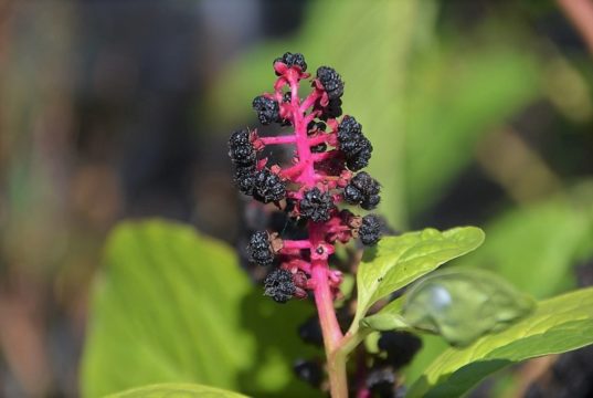 Die Kermesbeere ist schon allein wegen ihrer ausgefallenen Farbgebung ein absoluter Hingucker. An pinkfarbenen Stielen wachsen tiefschwarze Früchte. (Foto: © Martina Hörle)