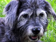 Die 13-jährige Leni ist eine muntere und aufgeschlossene Hundedame, die Spaziergänge liebt – Schnüffeln inklusive. (Foto: © Martina Hörle)