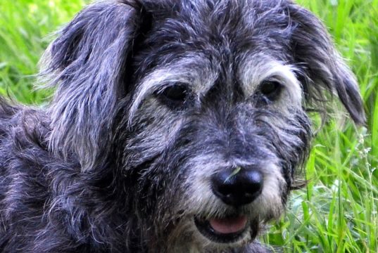 Die 13-jährige Leni ist eine muntere und aufgeschlossene Hundedame, die Spaziergänge liebt – Schnüffeln inklusive. (Foto: © Martina Hörle)