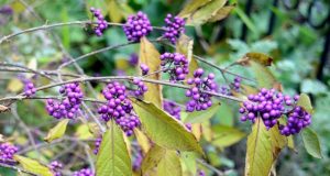 Der Liebesperlenstrauch zieht vor dem Herbst noch einmal alle Register und schmückt sich mit leuchtenden lilafarbenen Beeren. (Foto: © Martina Hörle)