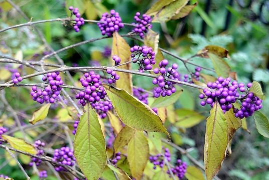 Der Liebesperlenstrauch zieht vor dem Herbst noch einmal alle Register und schmückt sich mit leuchtenden lilafarbenen Beeren. (Foto: © Martina Hörle)