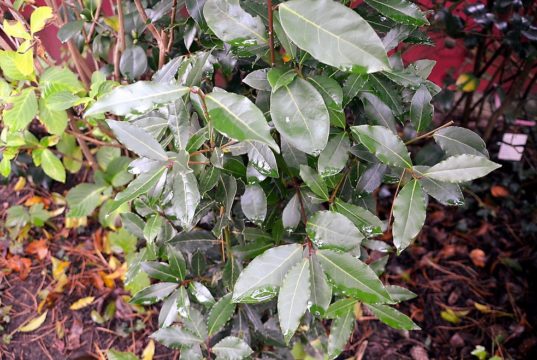 Der Gewürzlorbeer ist ein genügsames, immergrünes Gehölz und eignet sich aufgrund seines langsamen Wachstums besonders als Kübelpflanze. Im Giardino di Boboli in Florenz gibt es ausgedehnte Laubengänge aus Lorbeer. (Foto: © Martina Hörle)