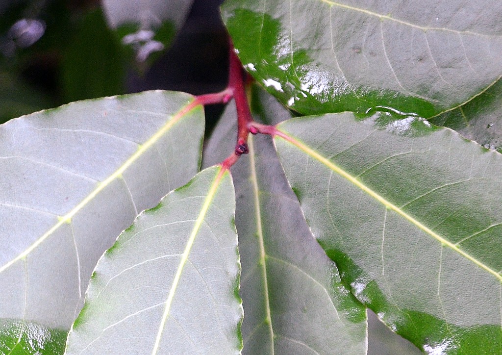 In den Blattachseln bilden sich die Blüten, aus denen später bei weiblichen Pflanzen die schwarzen Beeren entwickeln. (Foto: © Martina Hörle)