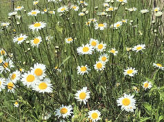 Margeriten gehören zu jeder blühenden Bauernwiese. Ihre großen Blüten drehen sich gerne zur Sonne hin. (Foto: © Martina Hörle)