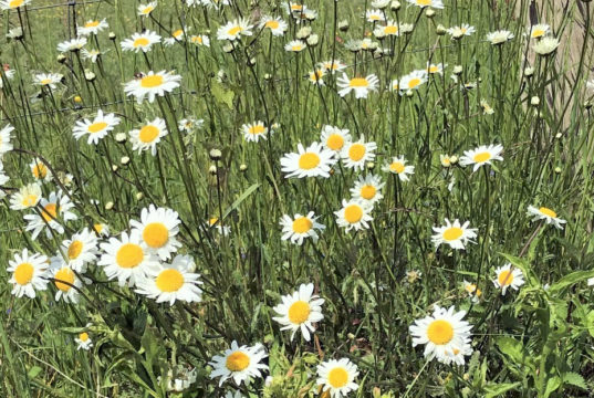 Margeriten gehören zu jeder blühenden Bauernwiese. Ihre großen Blüten drehen sich gerne zur Sonne hin. (Foto: © Martina Hörle)