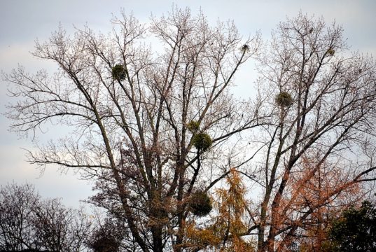 Schon seit Jahrtausenden übt die Mistel einen geheimnisvollen Zauber auf die Menschen aus. Zu dieser Jahreszeit kann man die kugelartigen Gebilde häufig in den Ästen von unbelaubten Bäumen sehen. Der Halbschmarotzer steht unter Naturschutz. (Foto: © Martina Hörle)
