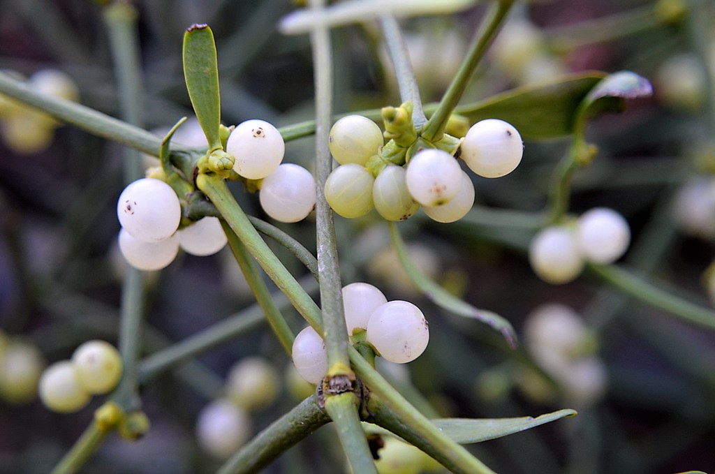 Die weißen Beeren enthalten eine leimartige Substanz, die an den Ästen kleben bleibt und der Pflanze ermöglicht, daran zu keimen. Für die Vogelwelt sind die Beeren eine willkommene Nahrungsquelle. (Foto: © Martina Hörle)