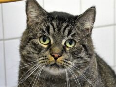 Kater Moto Moto ist ein riesengroßer Schmuser. Überall holt er sich Streicheleinheiten ab. Doch es ist nie genug. Der graue Tiger sollte ein wenig abspecken, was mit ausreichender Bewegung schnell gelingt. (Foto: © Martina Hörle)