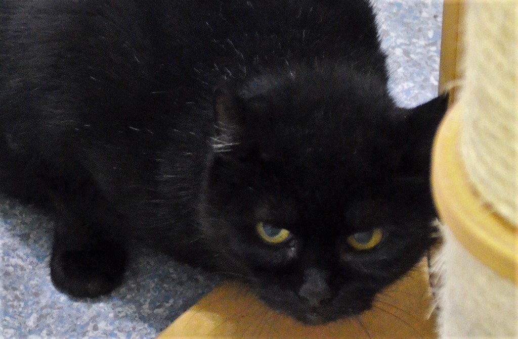 Die zierliche schwarze Katzendame Gloria ist überaus scheu und ängstlich. Sie braucht viel Zeit, um sich sicher zu fühlen. Die kleine Schönheit ist FIV positiv getestet worden. Trotzdem kann sie damit ein gutes Leben führen. (Foto: © Martina Hörle)