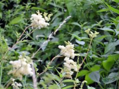 Das Mädesüß steht gerade in Blüte. Die Staude kann eine Höhe von zwei Metern erreichen. Ihre dunkelgrünen Blätter sind stark geadert und haben fein gesägte Ränder. (Foto: © Martina Hörle)