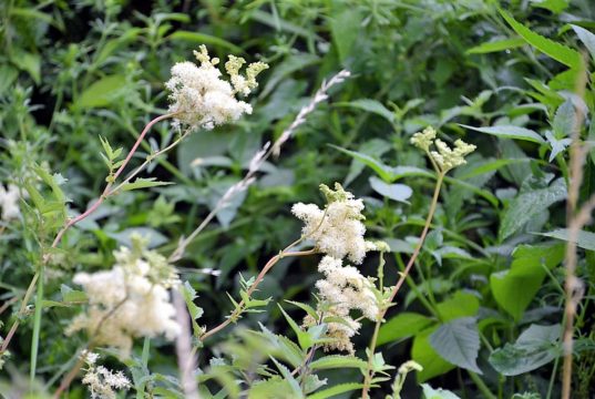 Das Mädesüß steht gerade in Blüte. Die Staude kann eine Höhe von zwei Metern erreichen. Ihre dunkelgrünen Blätter sind stark geadert und haben fein gesägte Ränder. (Foto: © Martina Hörle)