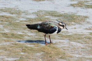 Im Titchwell Marsh Naturreservat können viele Vogelarten, wie hier der Kiebitz, beobachtet werden. (Foto © S. Grünwald)