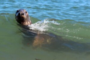 Eine Begegnung mit den Seehunden ist am Strand von Horsey nicht ungewöhnlich. (Foto © S. Grünwald)