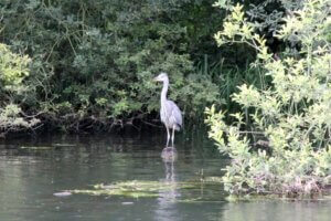 Bei einer Bootsfahrt entlang des River Bure können neben Enten, Gänsen und Möwen, auch Reiher entdeckt werden. (Foto © S. Grünwald)