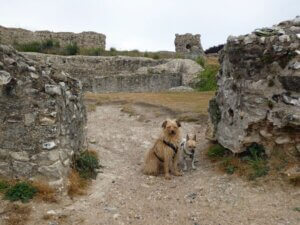 Die Burg-Ruine in Castle Acre lädt zur ausführlichen Erkundung ein. (Foto © S. Grünwald)