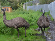 Die beiden Laufvögel Oskar und Hermine leben einträchtig im Vogelpark. Sie sind bei den Besuchern sehr beliebt. (Foto: © Martina Hörle)