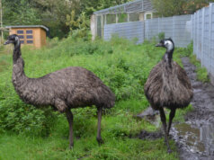 Die beiden Laufvögel Oskar und Hermine leben einträchtig im Vogelpark. Sie sind bei den Besuchern sehr beliebt. (Foto: © Martina Hörle)