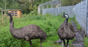 Die beiden Laufvögel Oskar und Hermine leben einträchtig im Vogelpark. Sie sind bei den Besuchern sehr beliebt. (Foto: © Martina Hörle)