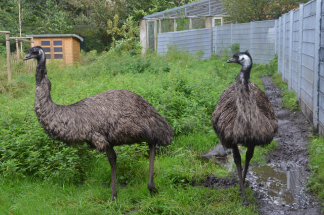 Die beiden Laufvögel Oskar und Hermine leben einträchtig im Vogelpark. Sie sind bei den Besuchern sehr beliebt. (Foto: © Martina Hörle)