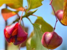 Mit ihren leuchtend roten Früchten bilden die Pfaffenhütchen in diesem Herbst wieder eine wahre Augenweide. Die Pflanze verdankt ihren Namen der Kardinals-Kopfbedeckung. (Foto: © Martina Hörle)
