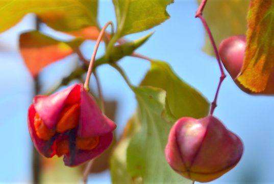 Mit ihren leuchtend roten Früchten bilden die Pfaffenhütchen in diesem Herbst wieder eine wahre Augenweide. Die Pflanze verdankt ihren Namen der Kardinals-Kopfbedeckung. (Foto: © Martina Hörle)