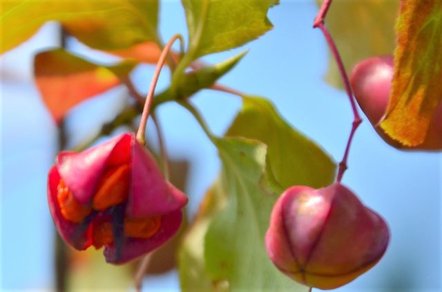 Mit ihren leuchtend roten Früchten bilden die Pfaffenhütchen in diesem Herbst wieder eine wahre Augenweide. Die Pflanze verdankt ihren Namen der Kardinals-Kopfbedeckung. (Foto: © Martina Hörle)