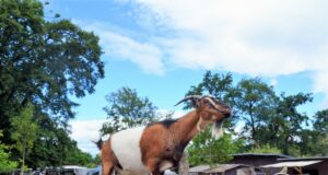 An diesem Pfingstwochenende gab es wieder das beliebte Familienfest im Solinger Vogel- und Tierpark. Ein Highlight war wie immer die Fütterung der Ziegen. Die warteten gar nicht lange, sondern bedienten sich auch mal einfach selbst. (Foto: © Martina Hörle)