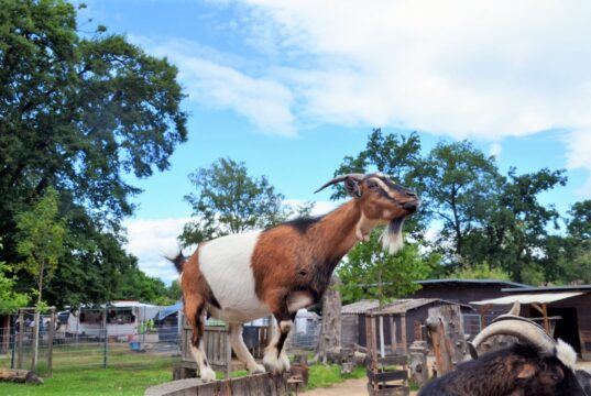 An diesem Pfingstwochenende gab es wieder das beliebte Familienfest im Solinger Vogel- und Tierpark. Ein Highlight war wie immer die Fütterung der Ziegen. Die warteten gar nicht lange, sondern bedienten sich auch mal einfach selbst. (Foto: © Martina Hörle)
