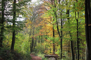 Im Herbst sind die Wupperberge in buntes Laub gekleidet. (Foto © Sandra Grünwald)